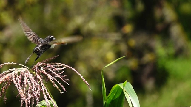 ペルームネアカマキバドリ - ML561346251