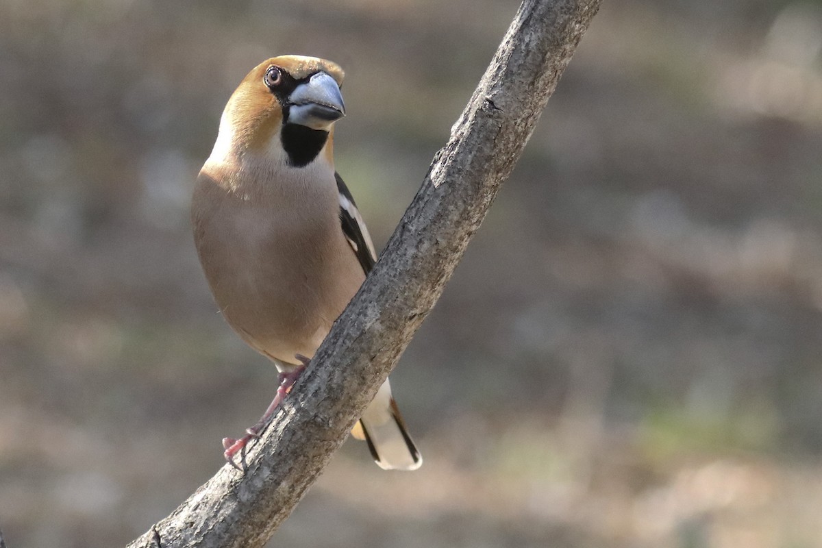 Hawfinch - ML561346461