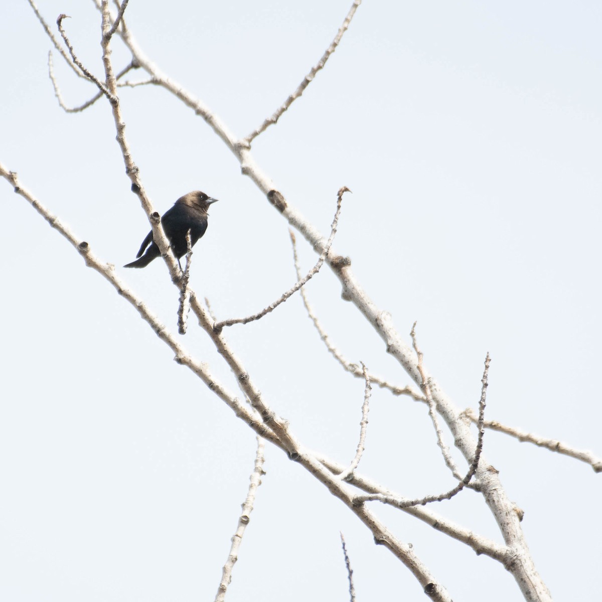 Brown-headed Cowbird - ML561347561