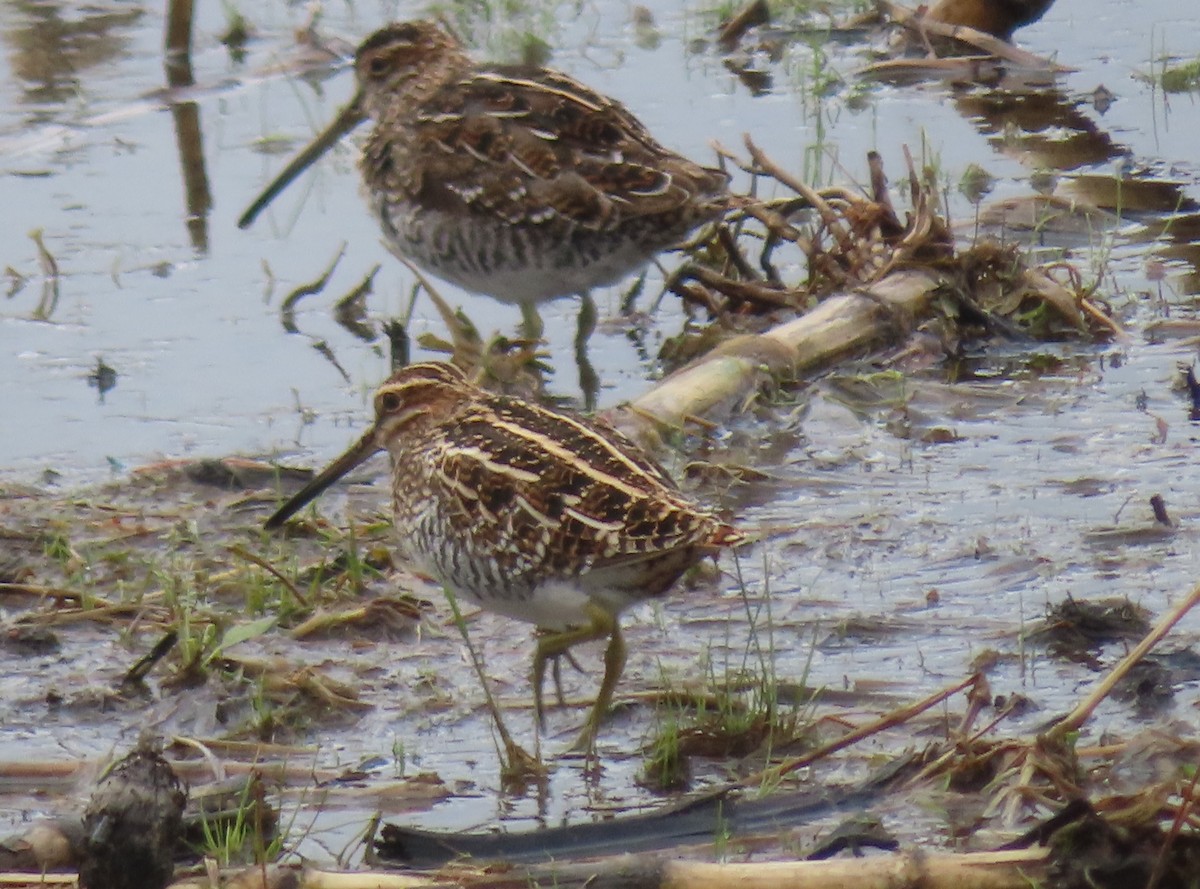 Wilson's Snipe - Fred Dike