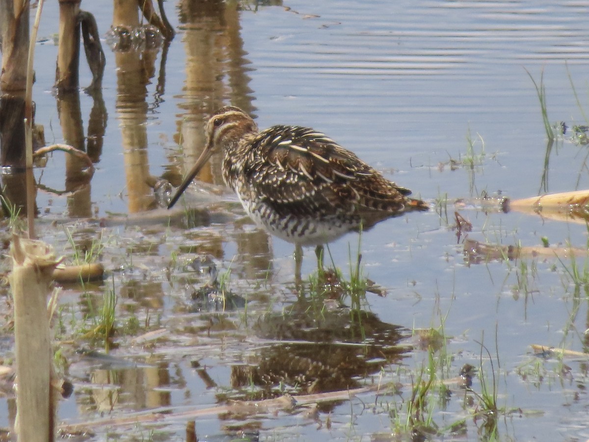 Wilson's Snipe - ML561348191