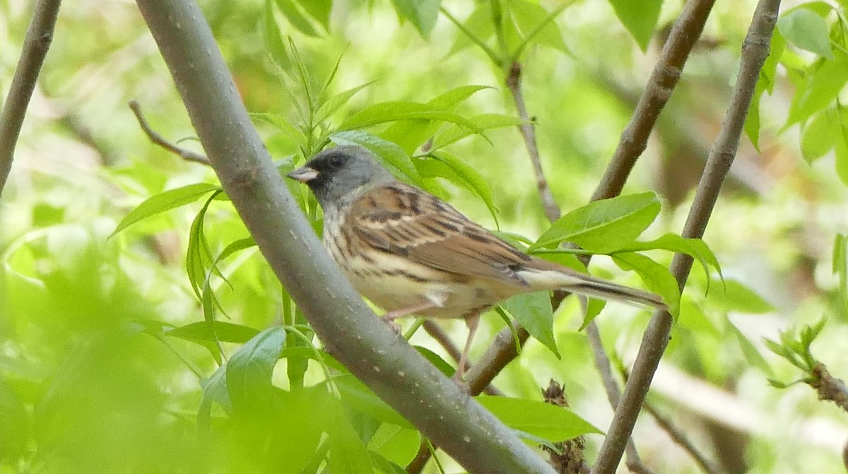 Black-faced Bunting - ML56134831