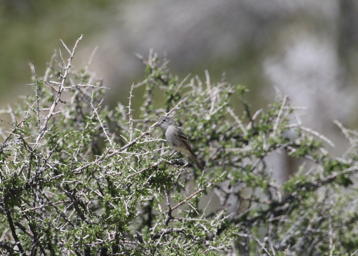 Gray Flycatcher - ML561348651