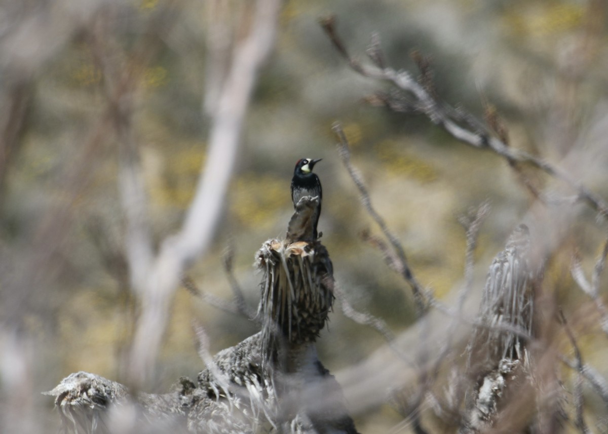 Acorn Woodpecker - ML561348801