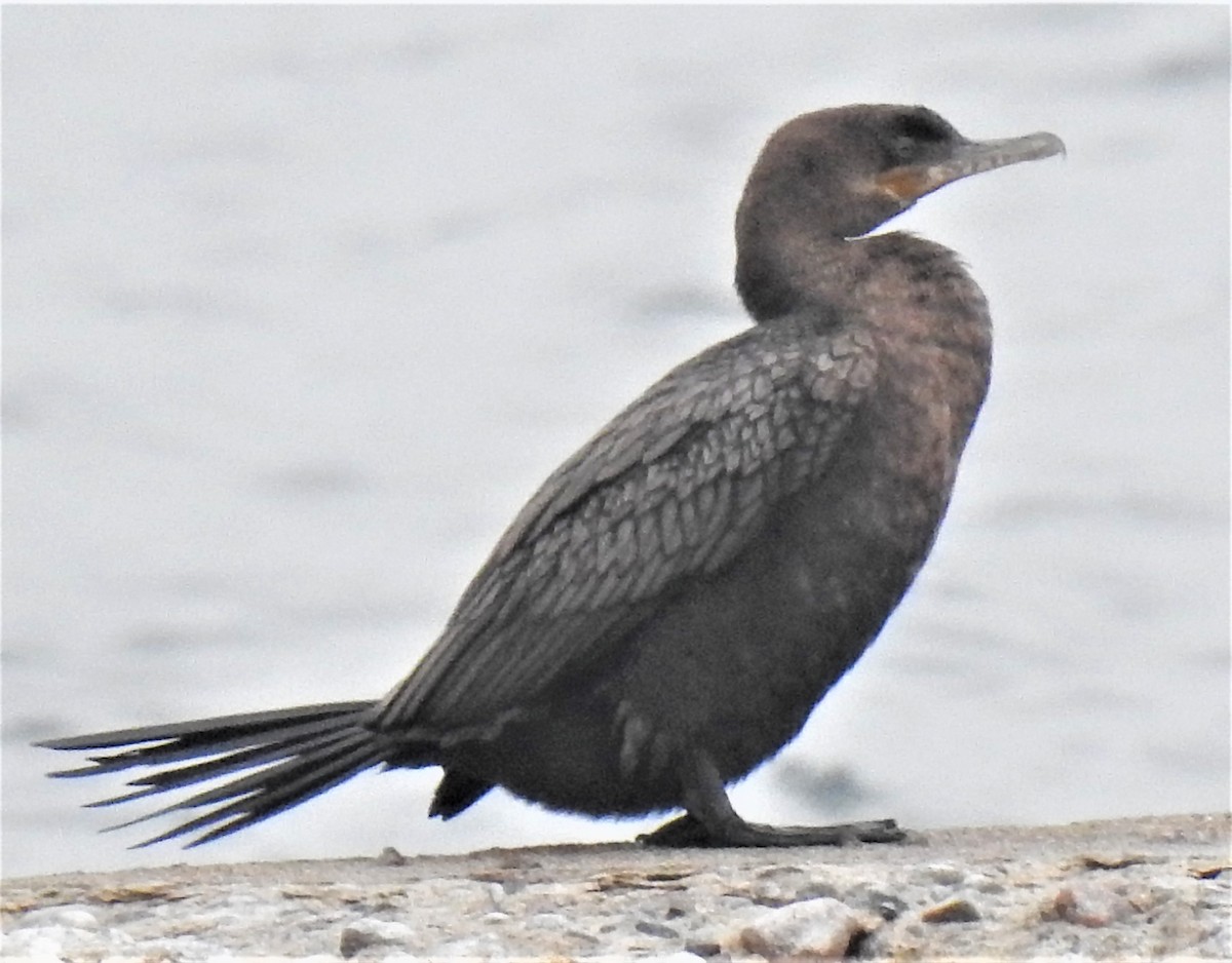 Neotropic Cormorant - Lucio 'Luc' Fazio