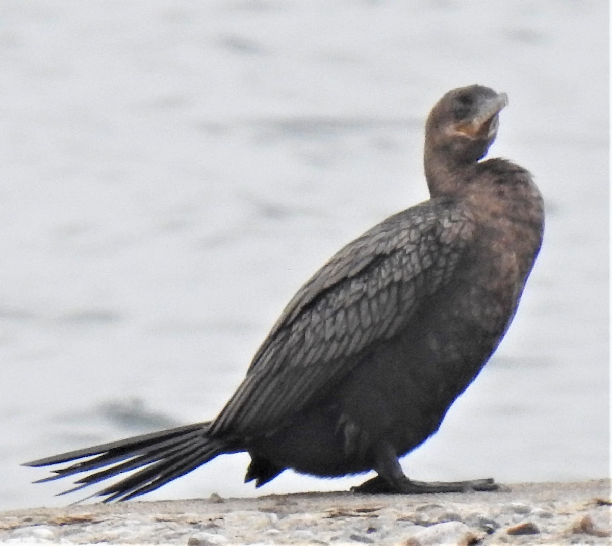 Cormoran vigua - ML561348931