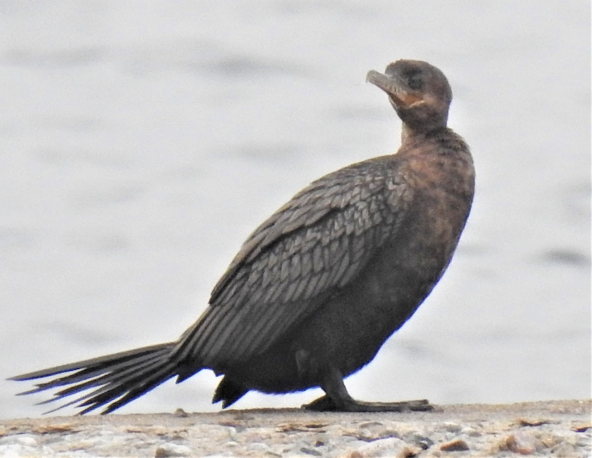 Neotropic Cormorant - ML561348941