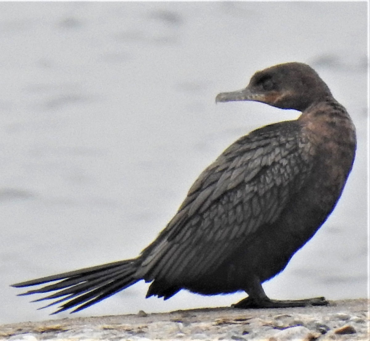 Neotropic Cormorant - ML561348951