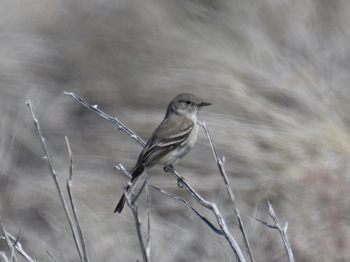 Gray Flycatcher - Max Rollfinke