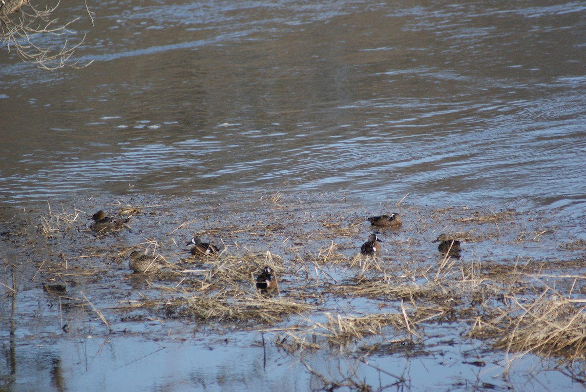 Blue-winged Teal - ML561349641