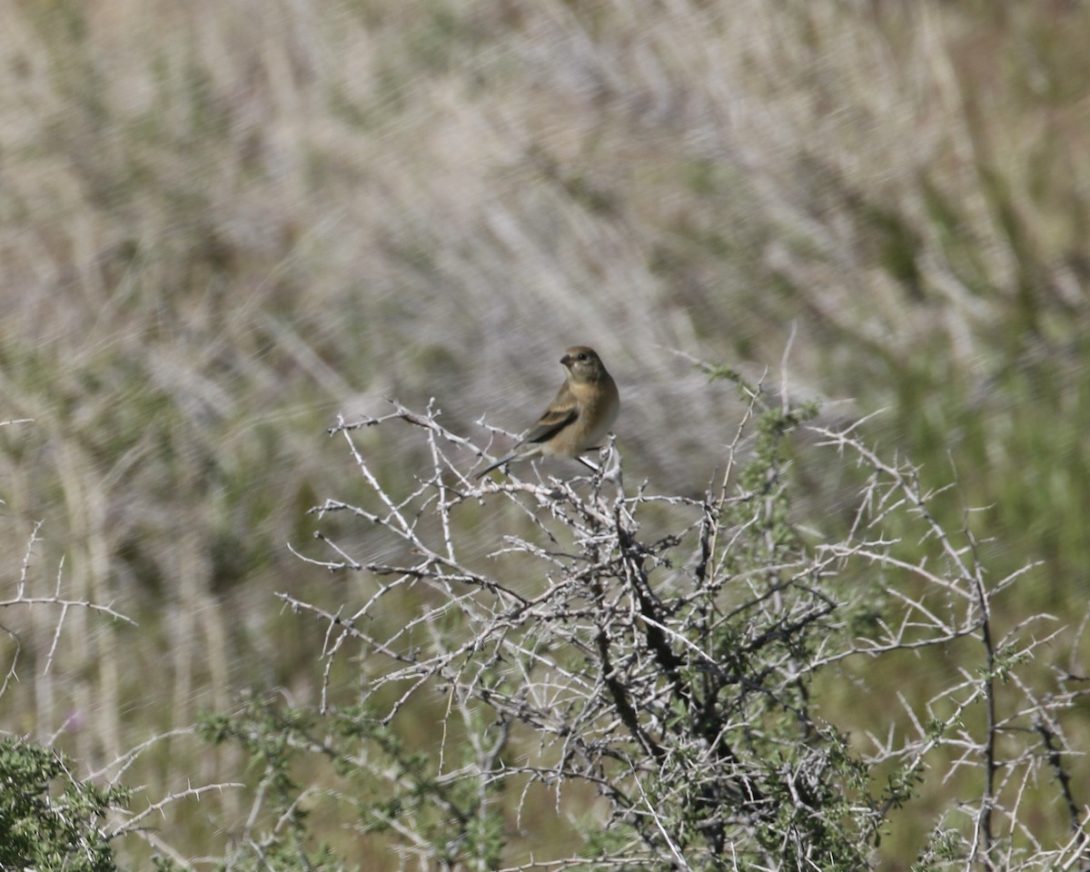 Lazuli Bunting - ML561349681
