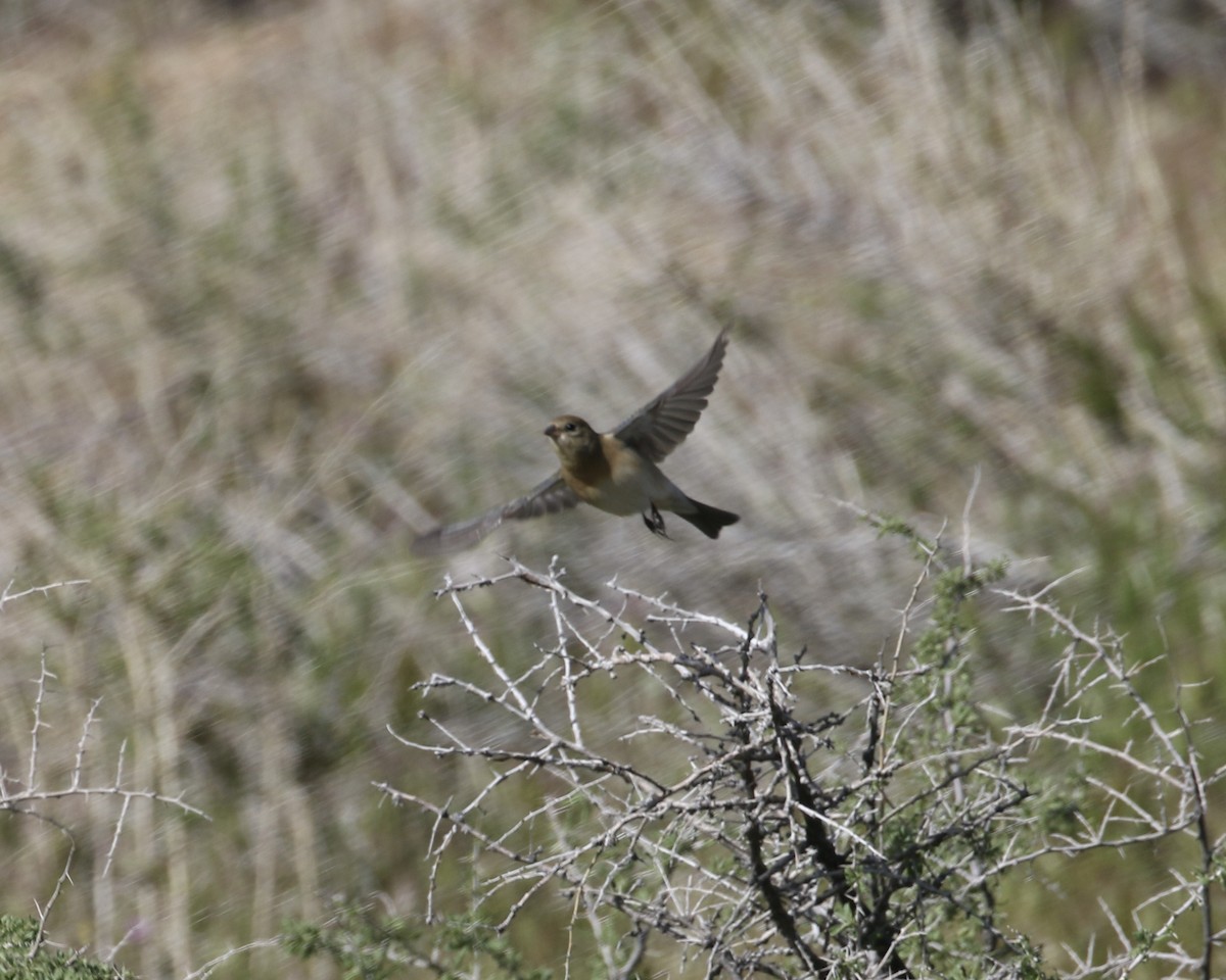 Lazuli Bunting - ML561349691