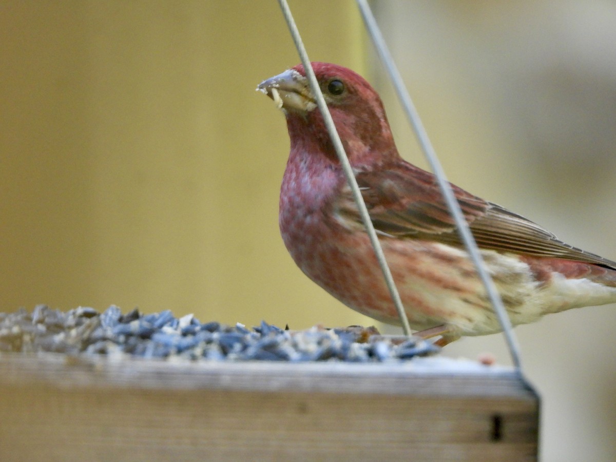 Purple Finch - ML561350041