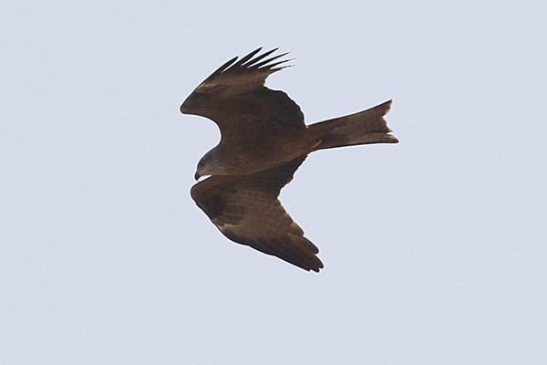 Black Kite - ML56135011