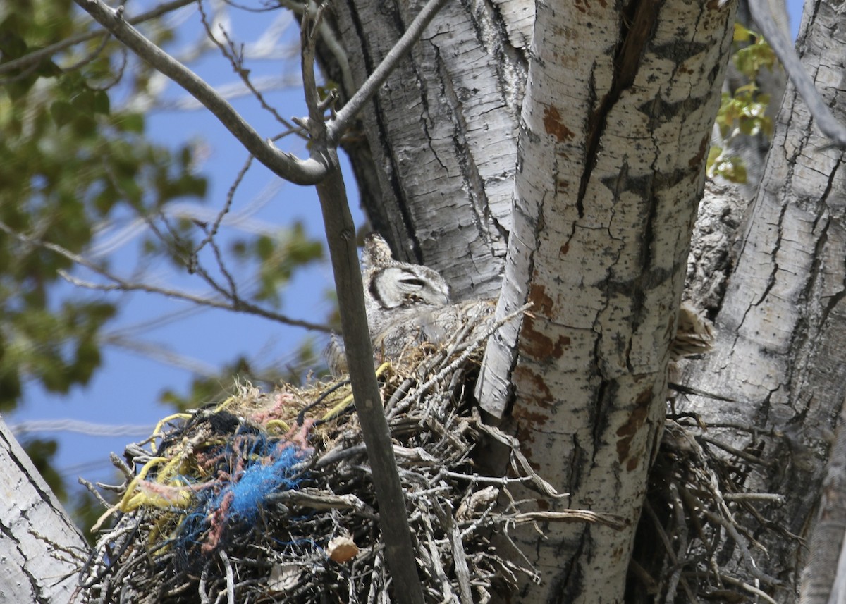 Great Horned Owl - ML561351041