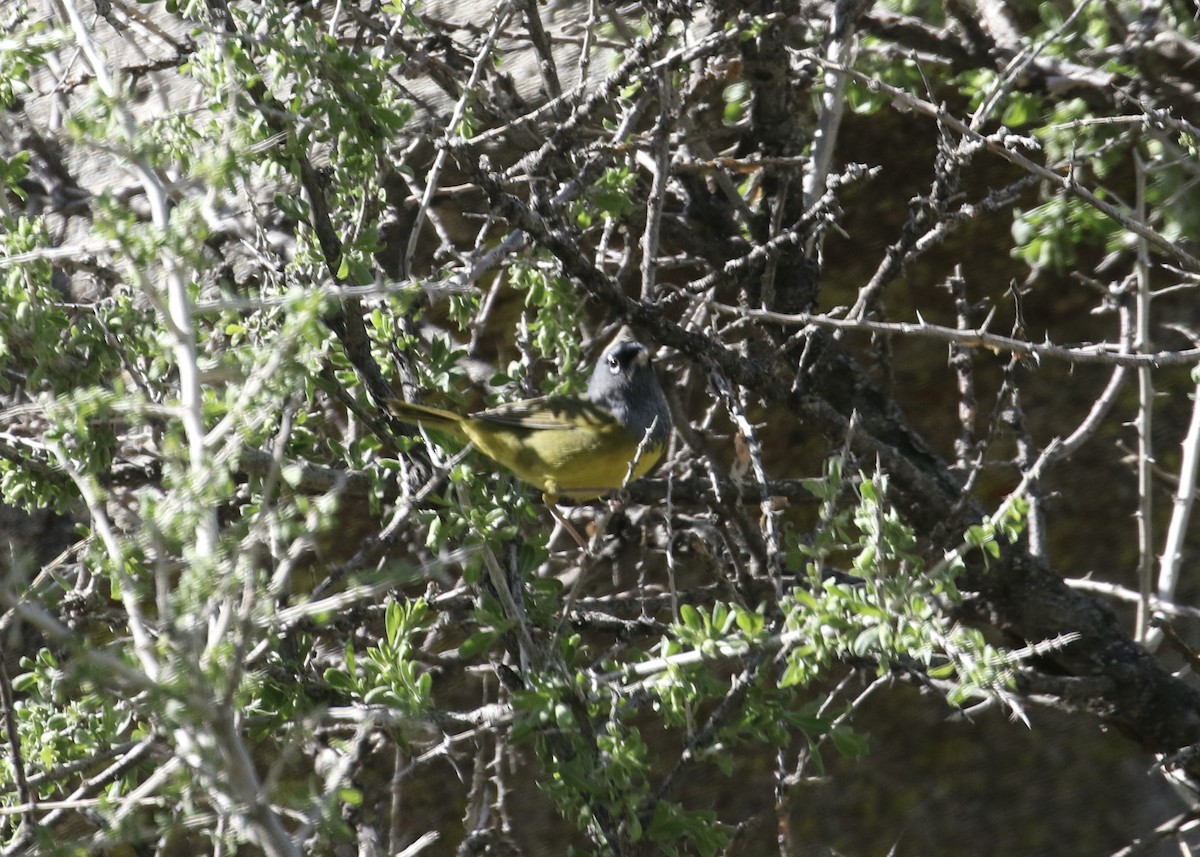 MacGillivray's Warbler - ML561351291