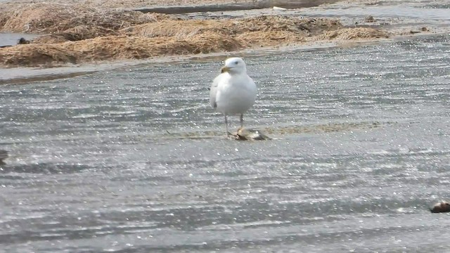 Herring Gull - ML561356091