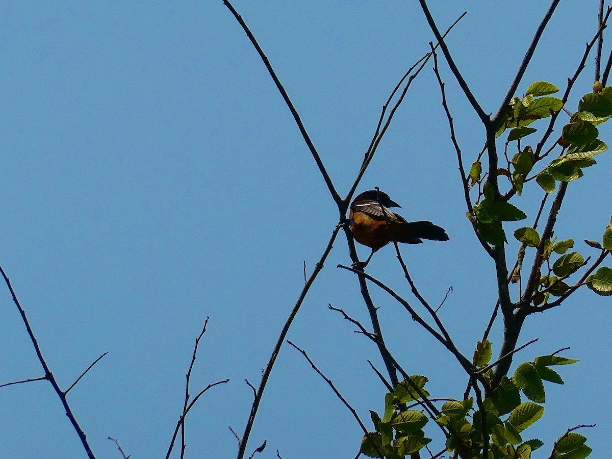 Orchard Oriole - ML561356351