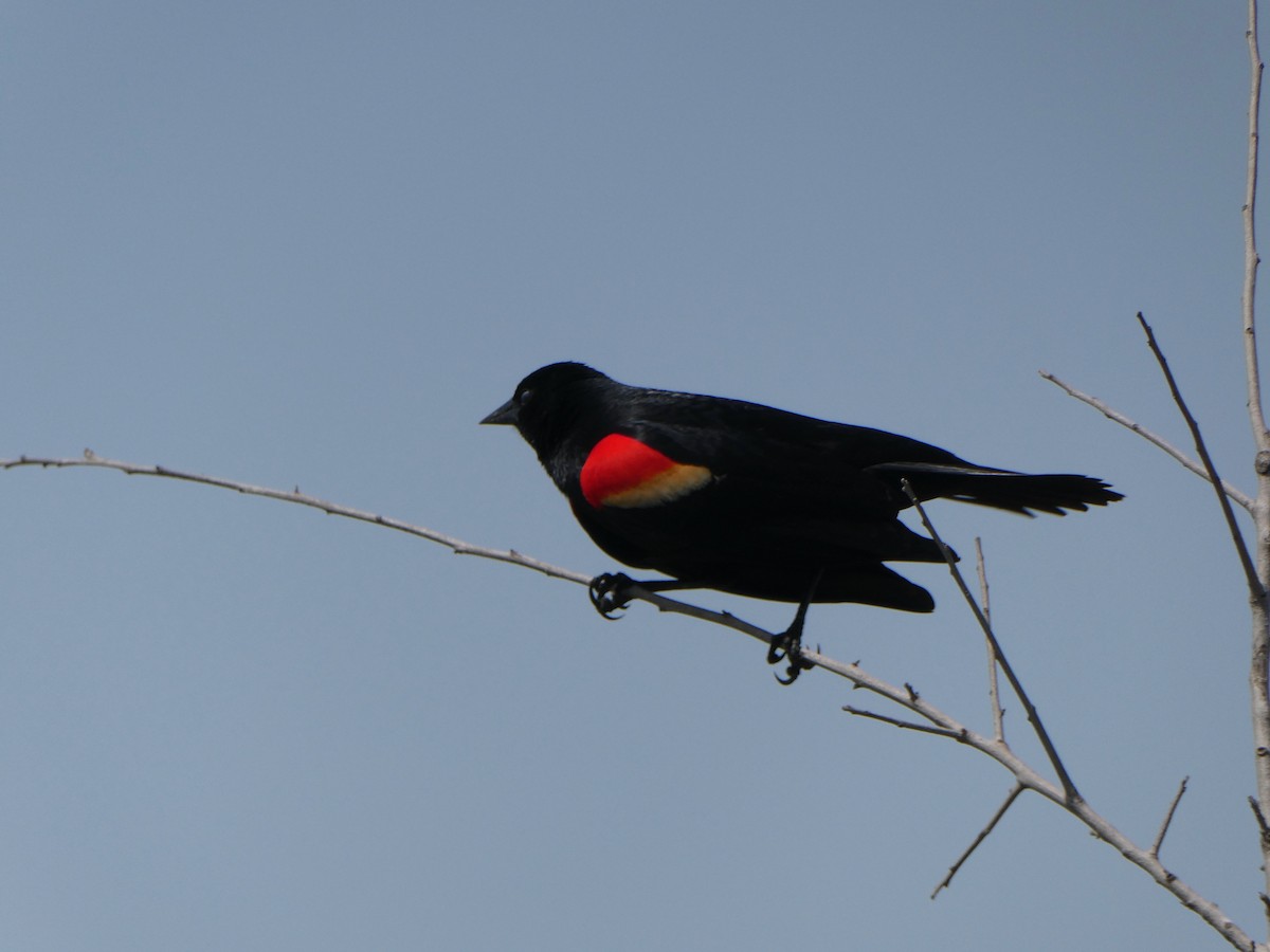 Red-winged Blackbird - ML561356481