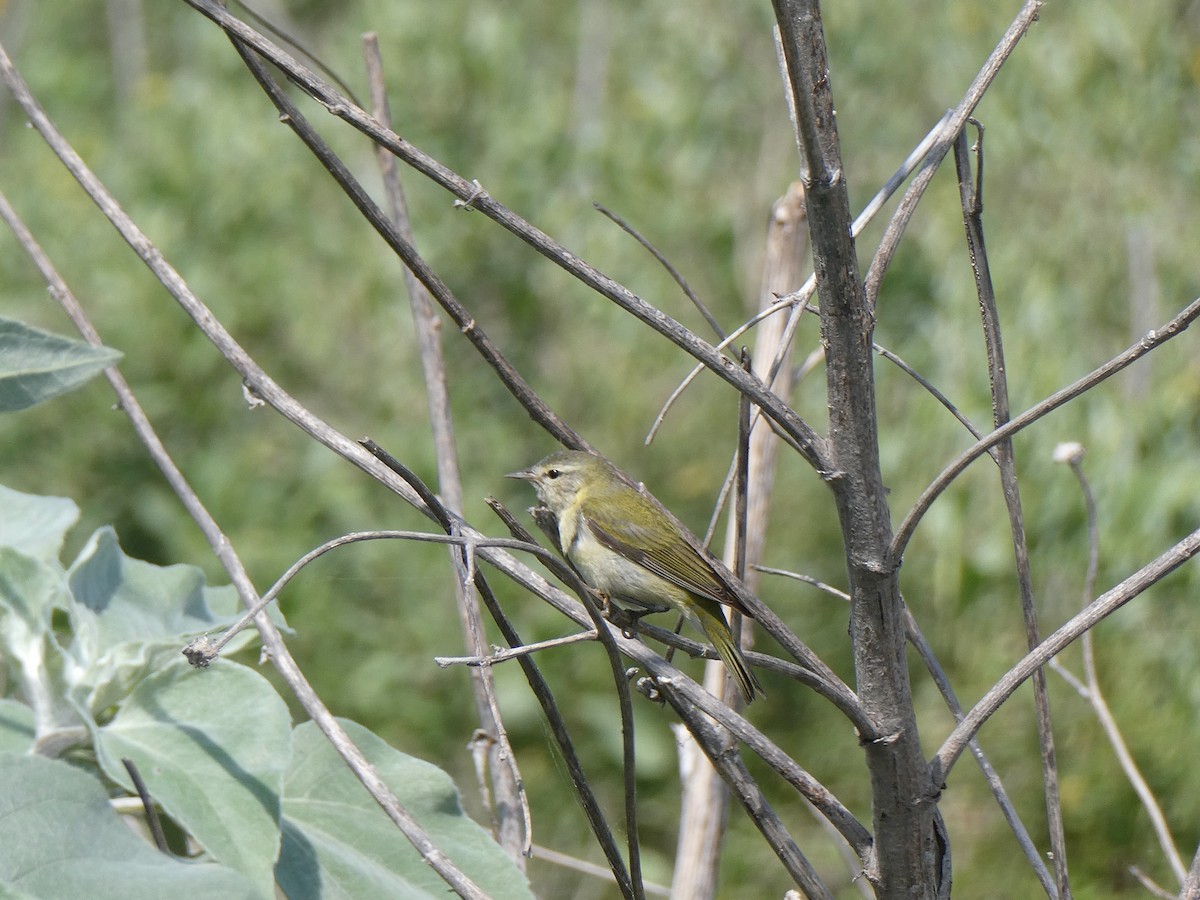 Tennessee Warbler - ML561356611