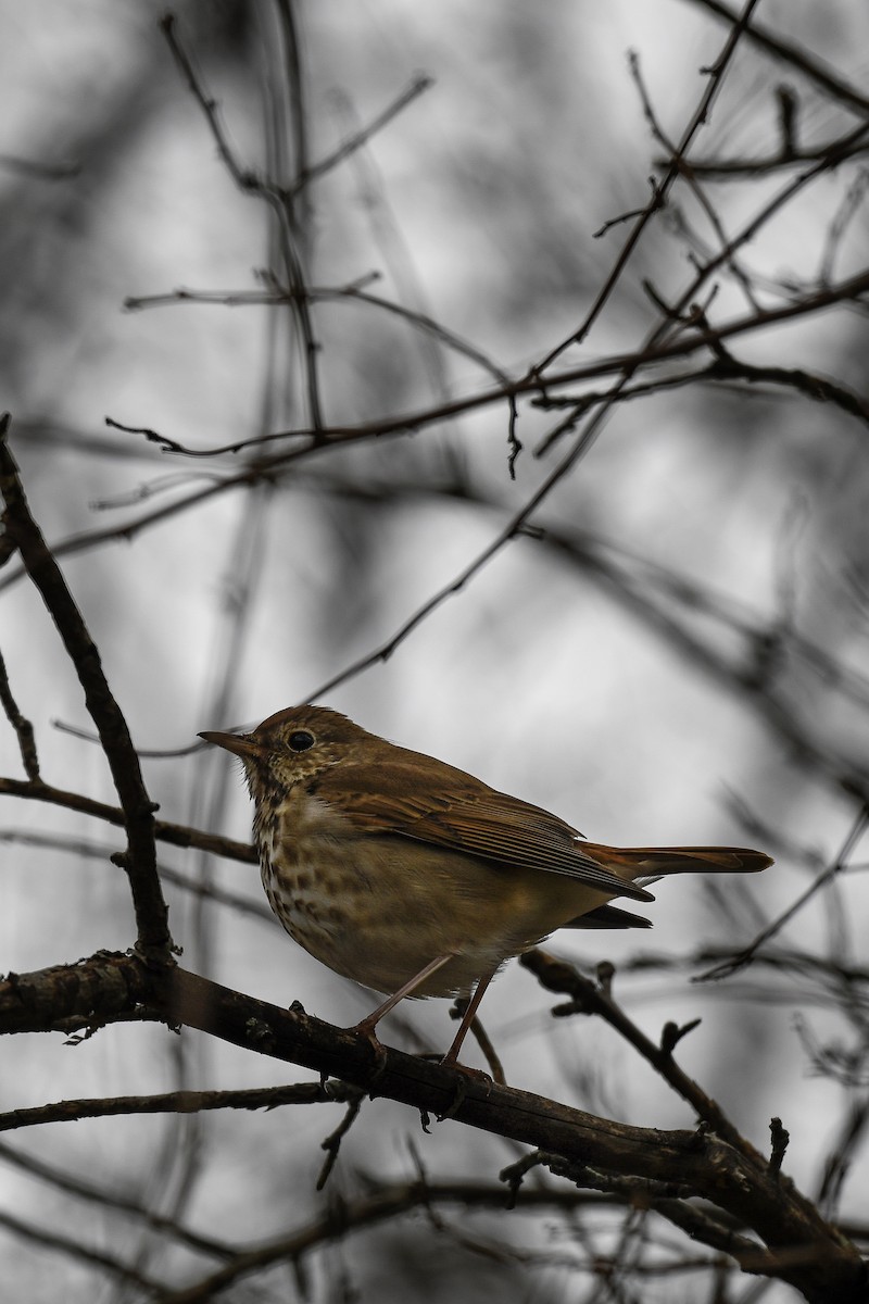 Hermit Thrush - ML561356961