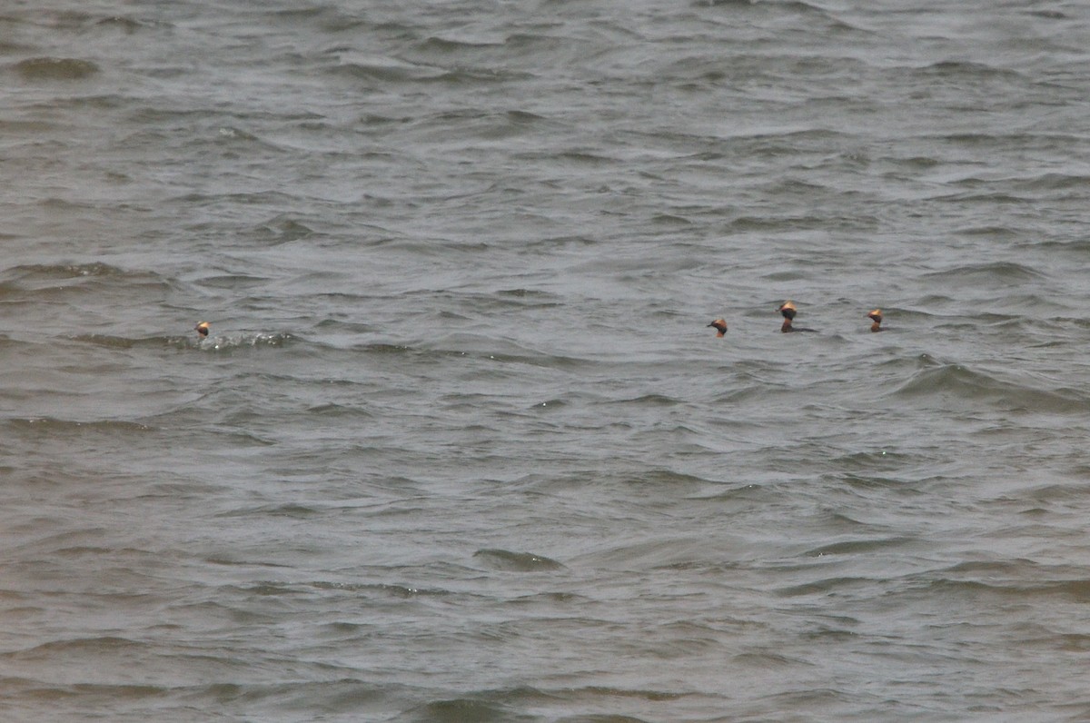 Horned Grebe - ML561357611