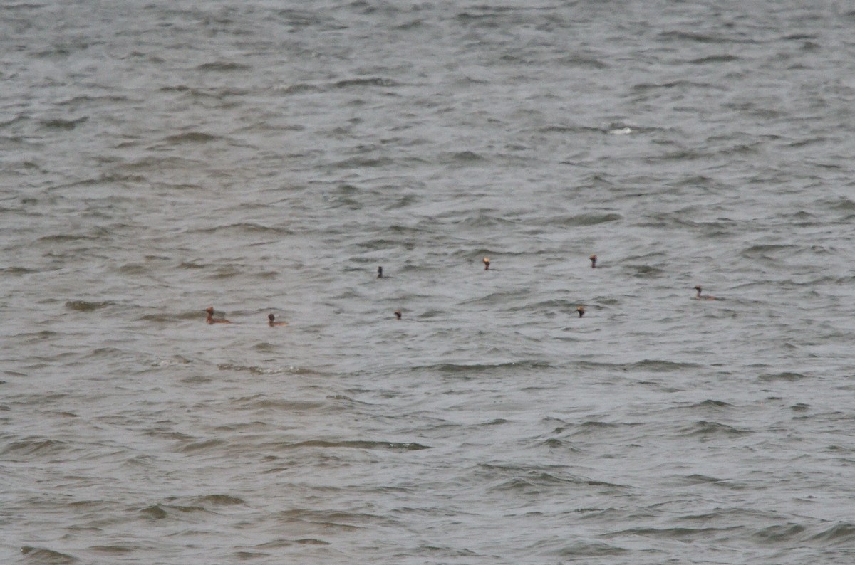 Horned Grebe - ML561357631