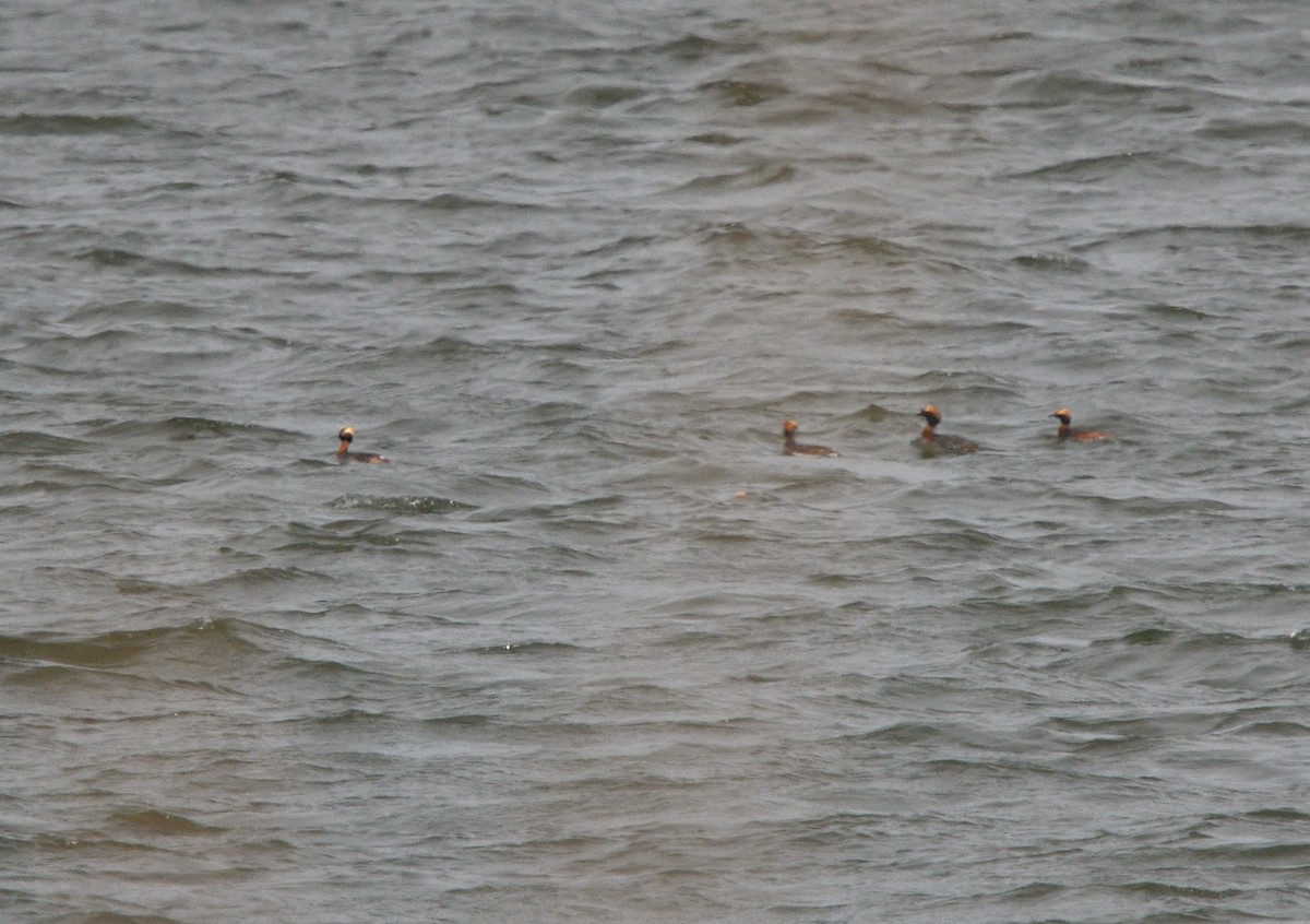 Horned Grebe - ML561357641