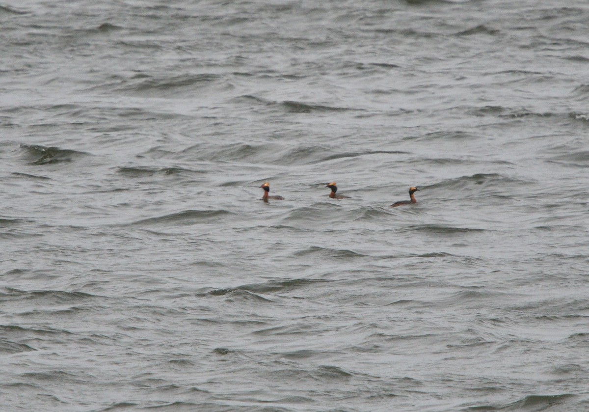 Horned Grebe - ML561357651