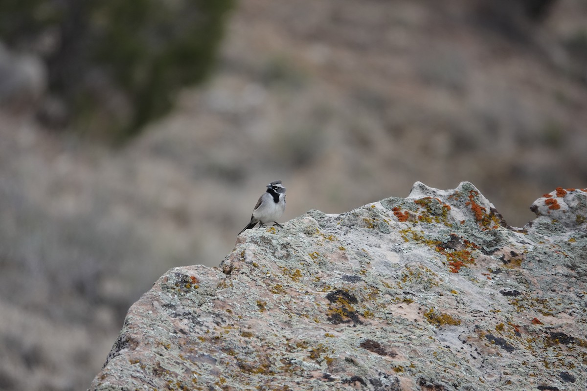 Black-throated Sparrow - ML561358421