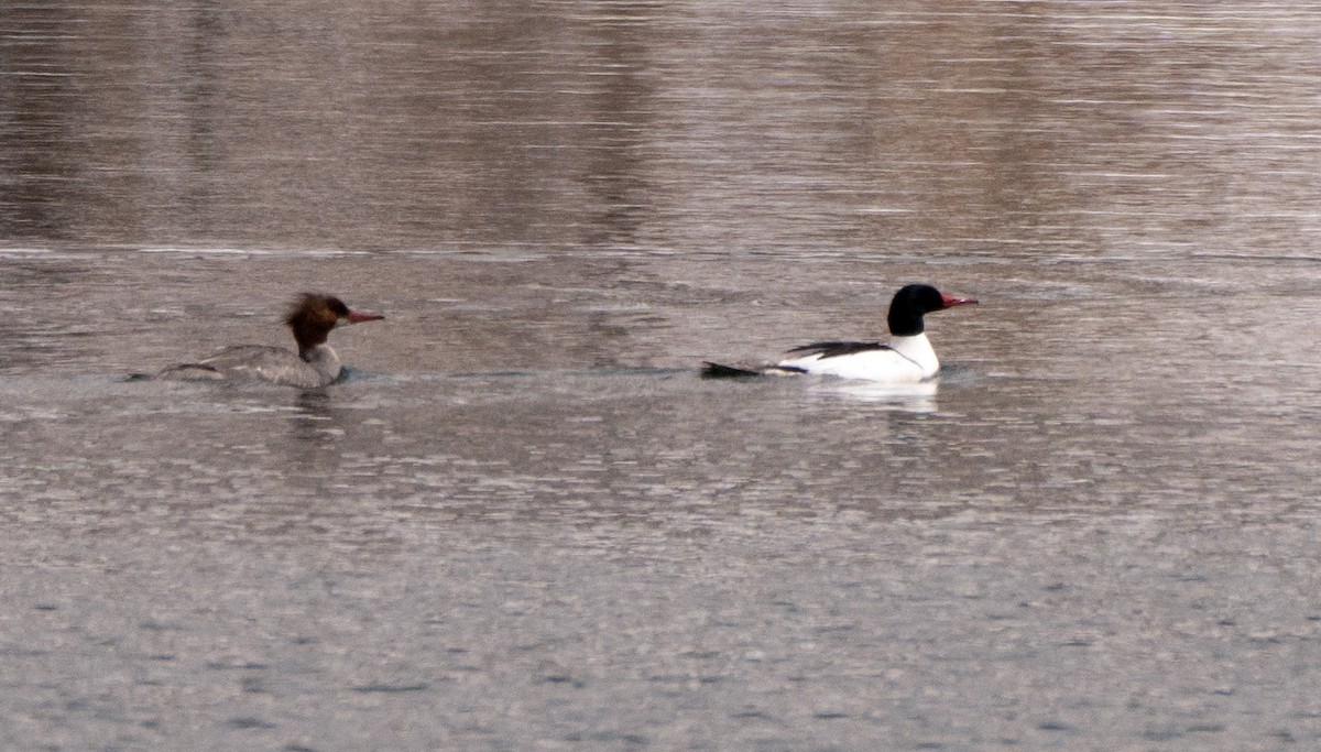 Common Merganser - ML561358431