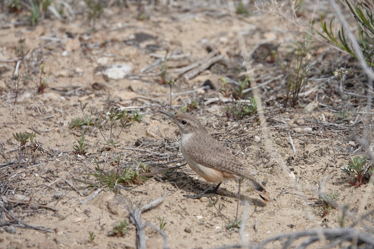 Rock Wren - ML561358641