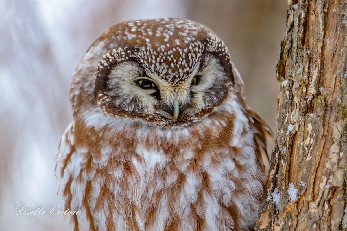 Boreal Owl - ML561359791
