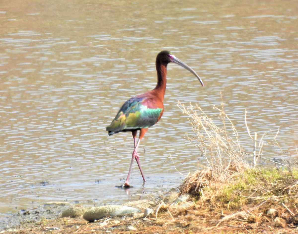 White-faced Ibis - Jan Thom