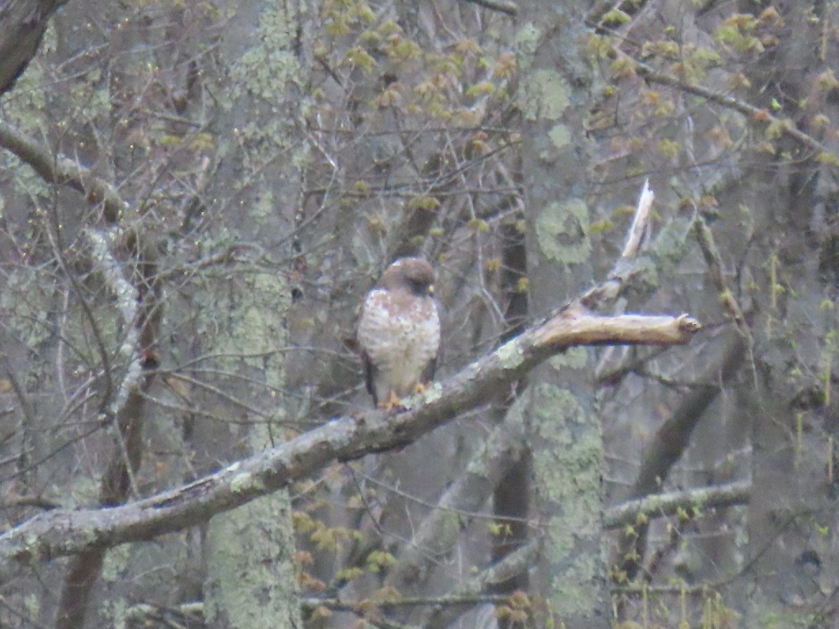 Broad-winged Hawk - ML561360441