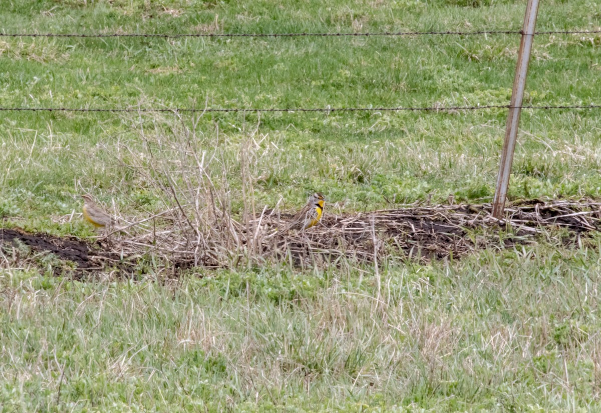 Western Meadowlark - Todd Mitchell