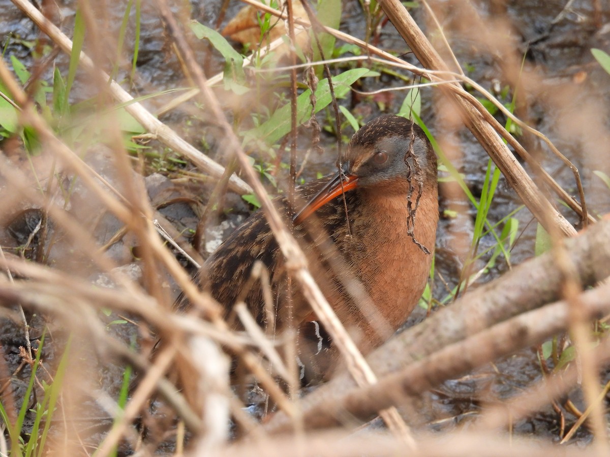 Virginia Rail - Jeff Fengler