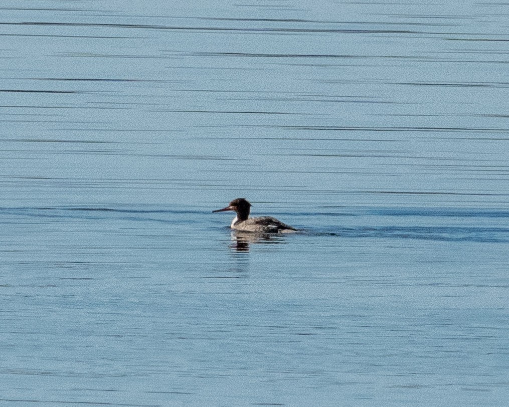 Red-breasted Merganser - Pat Schiller