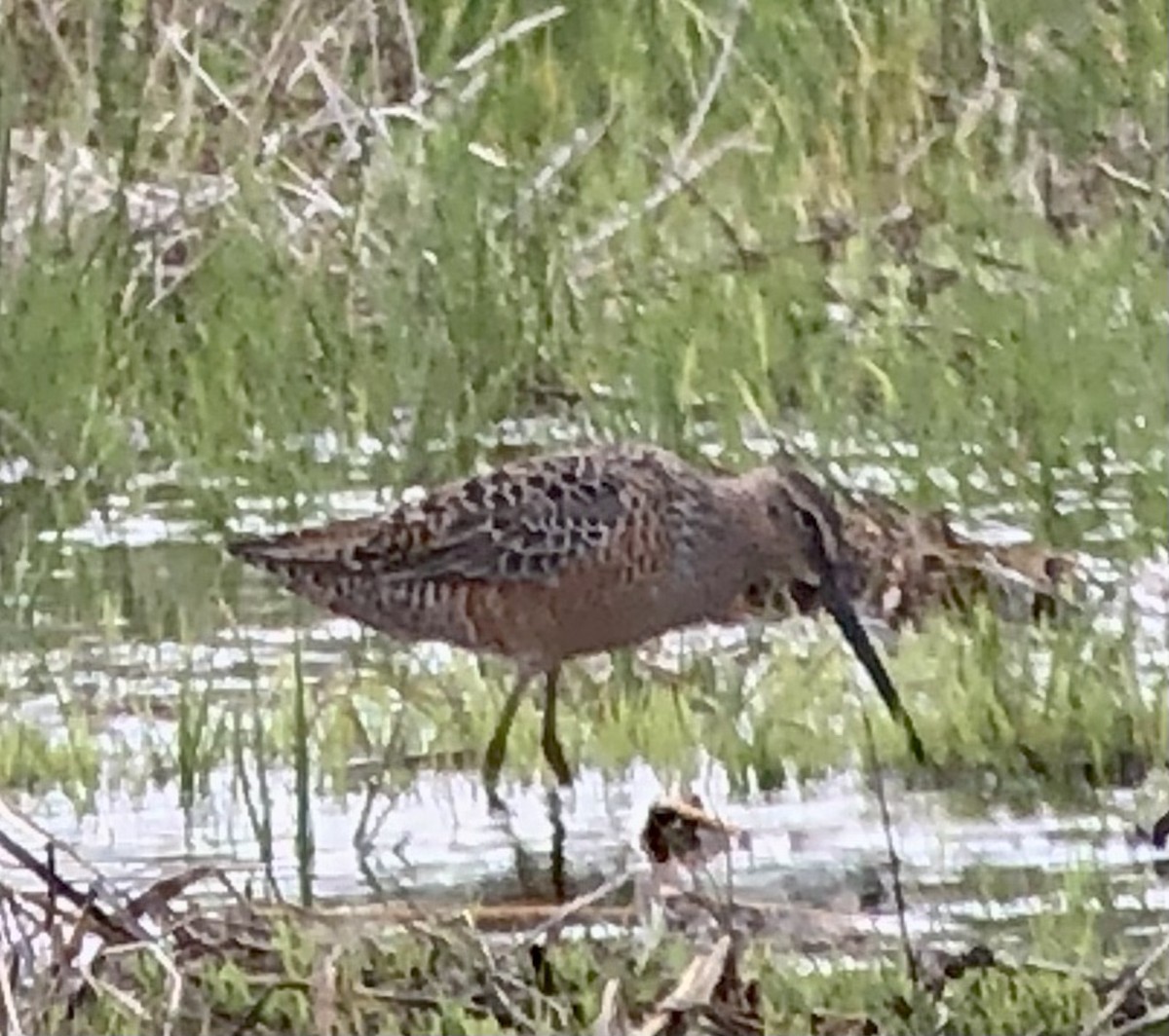 Long-billed Dowitcher - ML561362981