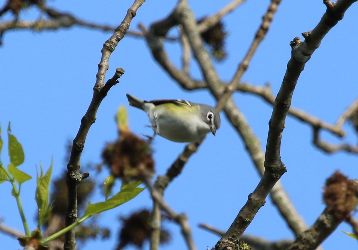 Mavi Başlı Vireo - ML561363441