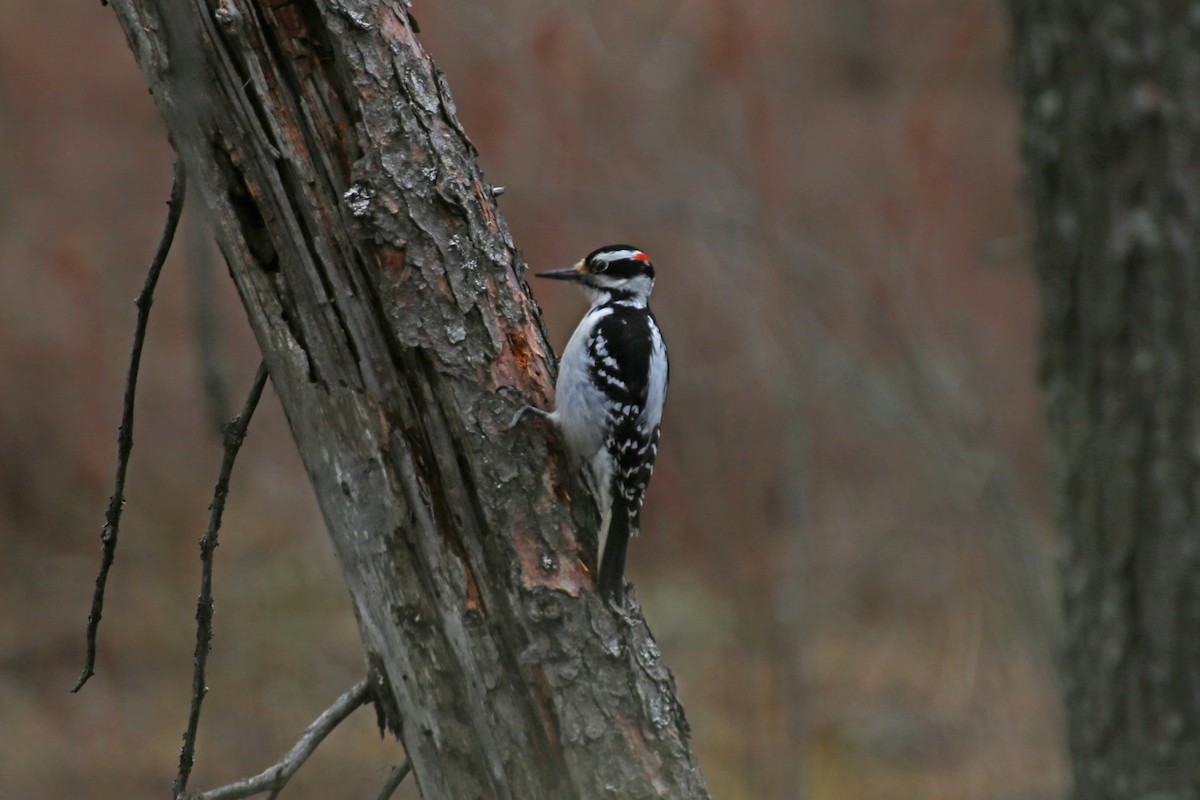 Hairy Woodpecker - ML561363571