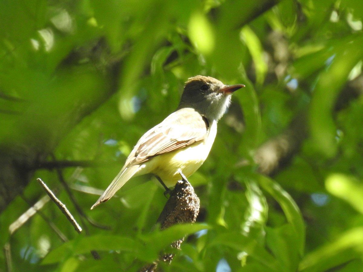 Great Crested Flycatcher - Bobby O