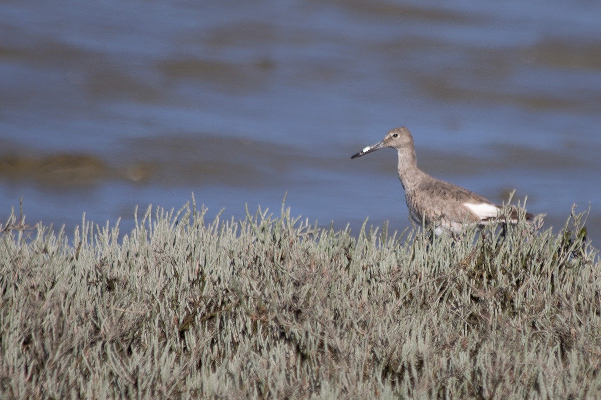 Willet (Western) - ML561365101