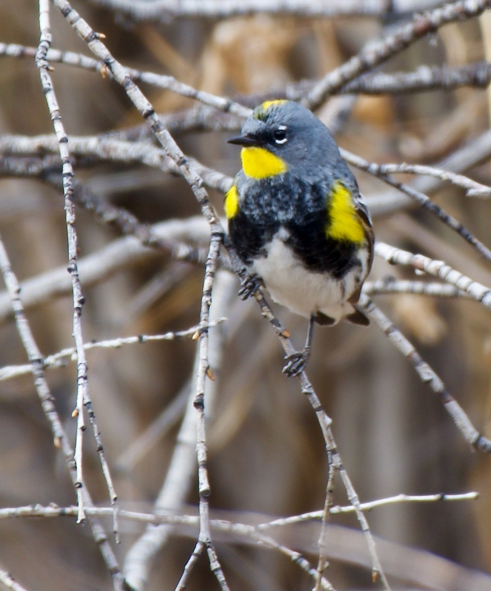 Yellow-rumped Warbler (Audubon's) - ML561366911