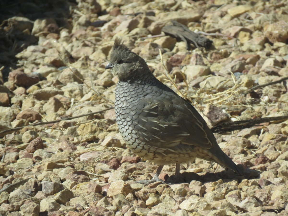 Scaled Quail - Val Landwehr