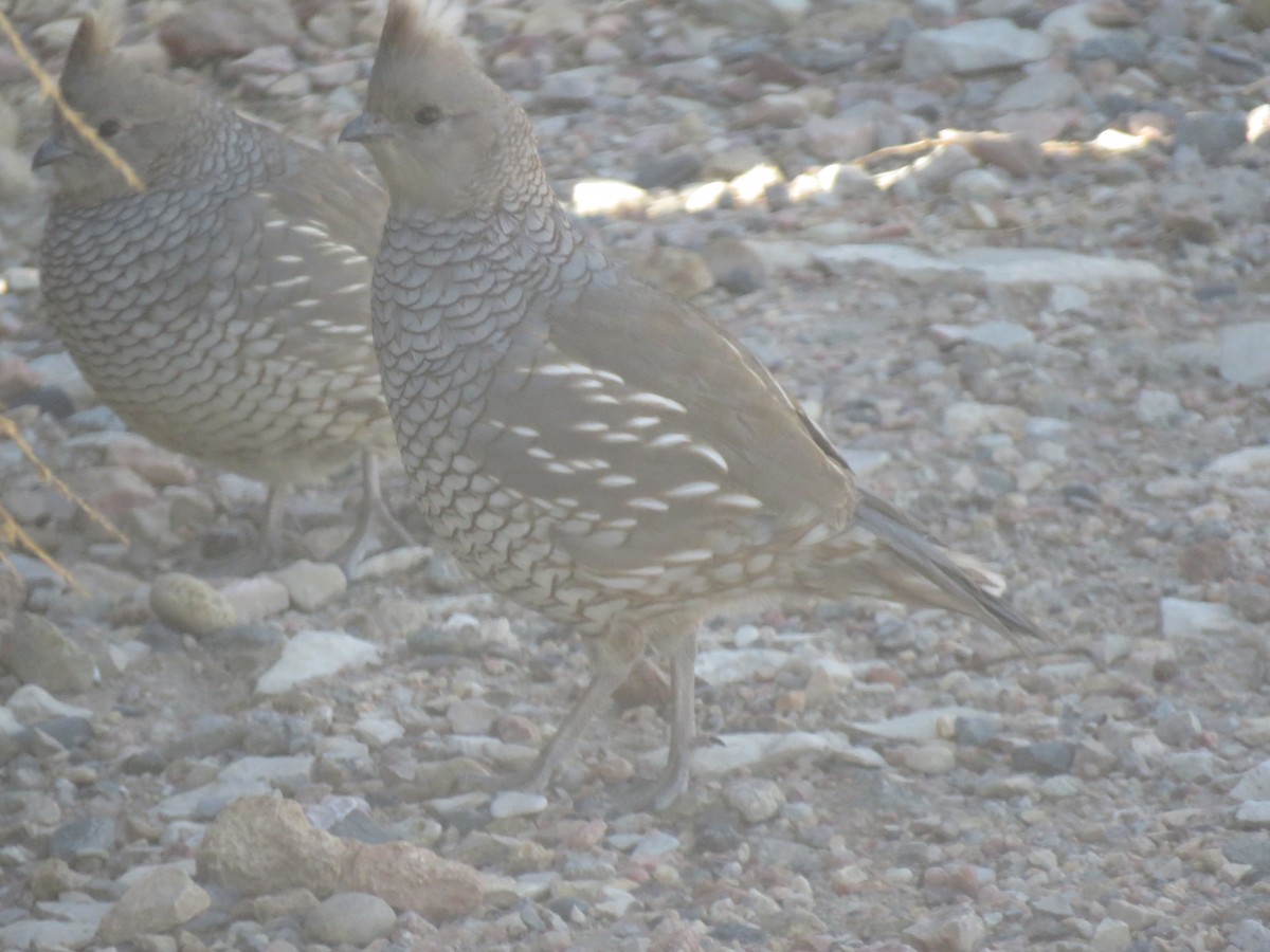 Scaled Quail - Val Landwehr