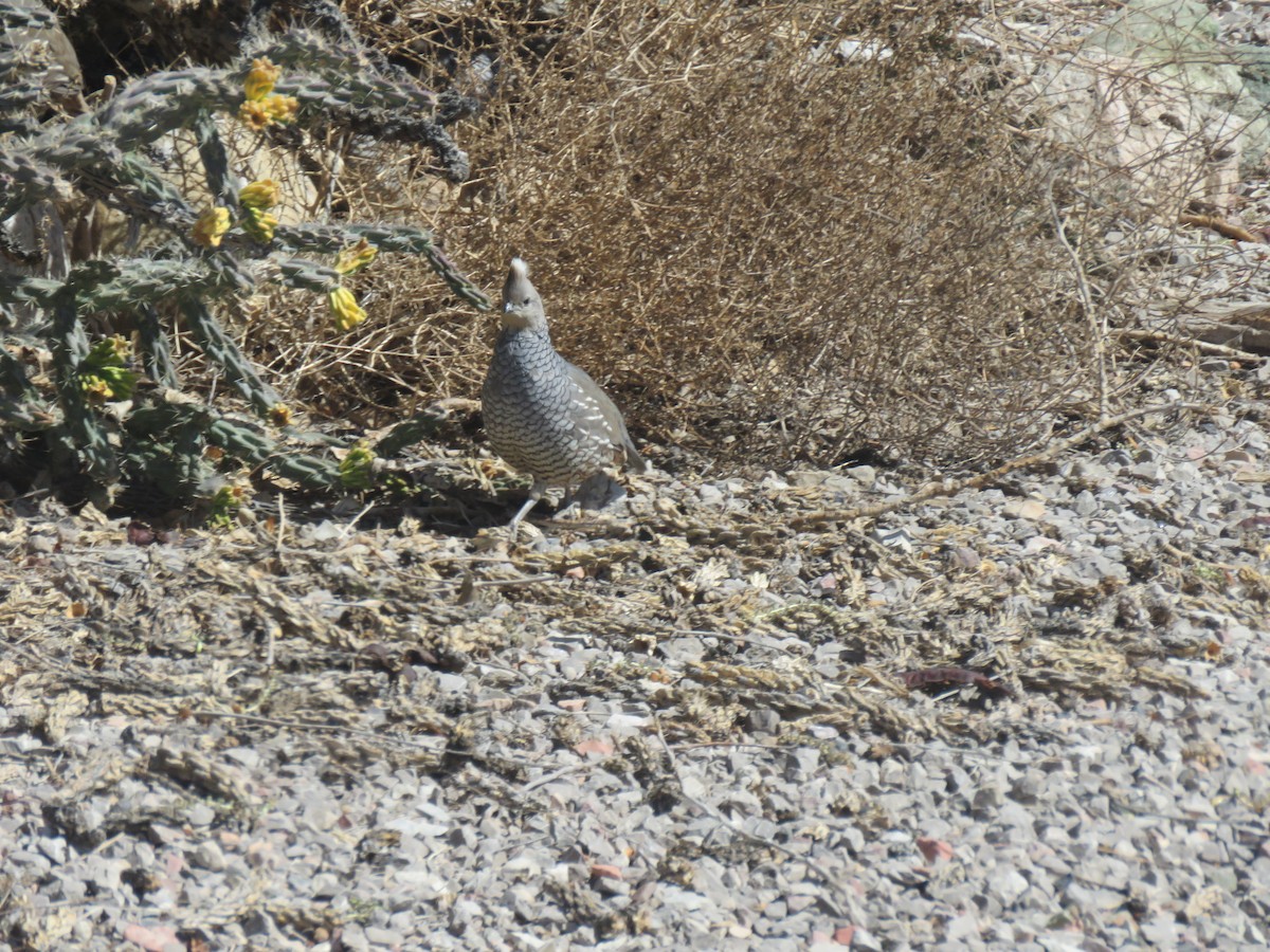 Scaled Quail - Val Landwehr