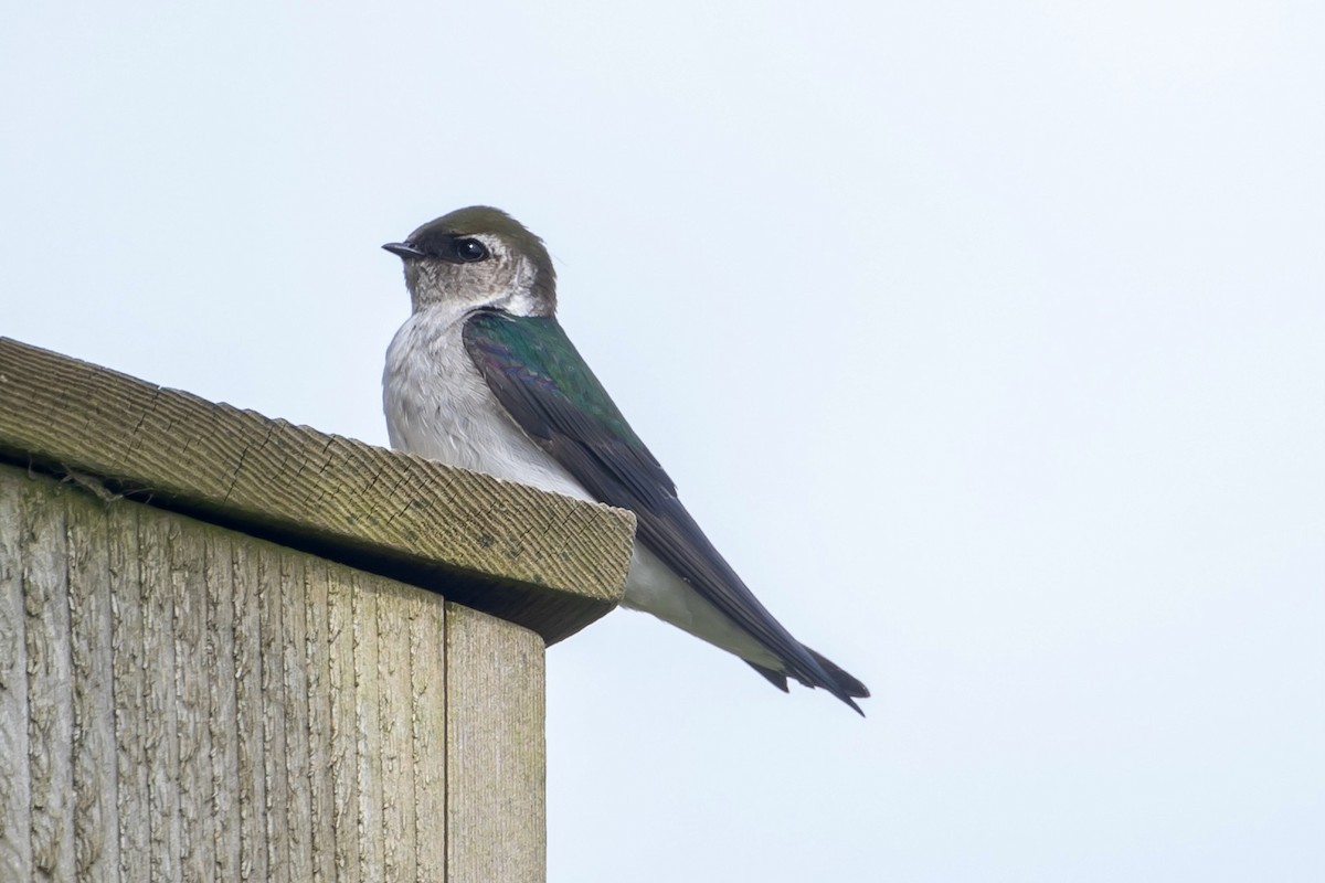 Violet-green Swallow - ML561367691