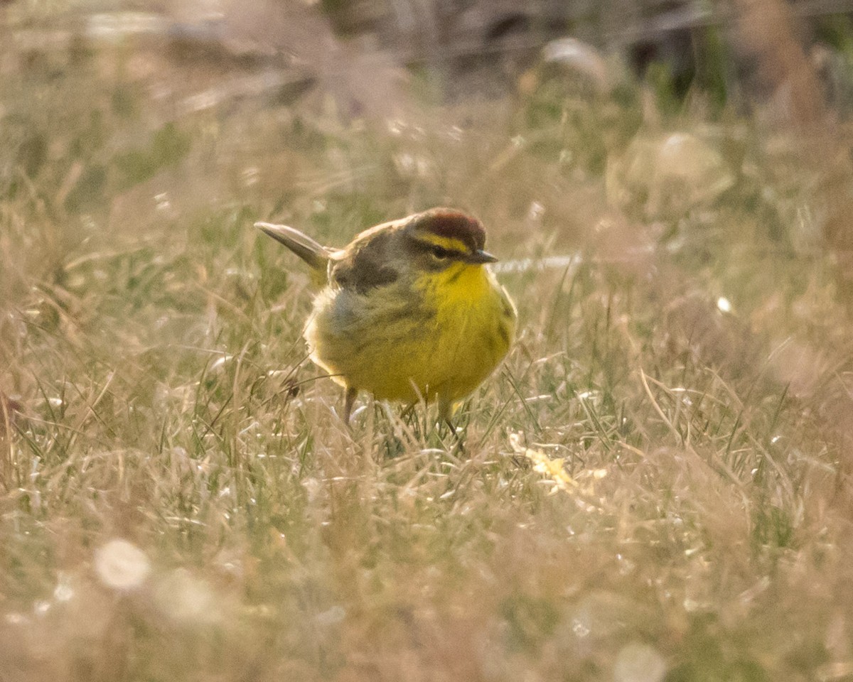 Palm Warbler - ML561368751