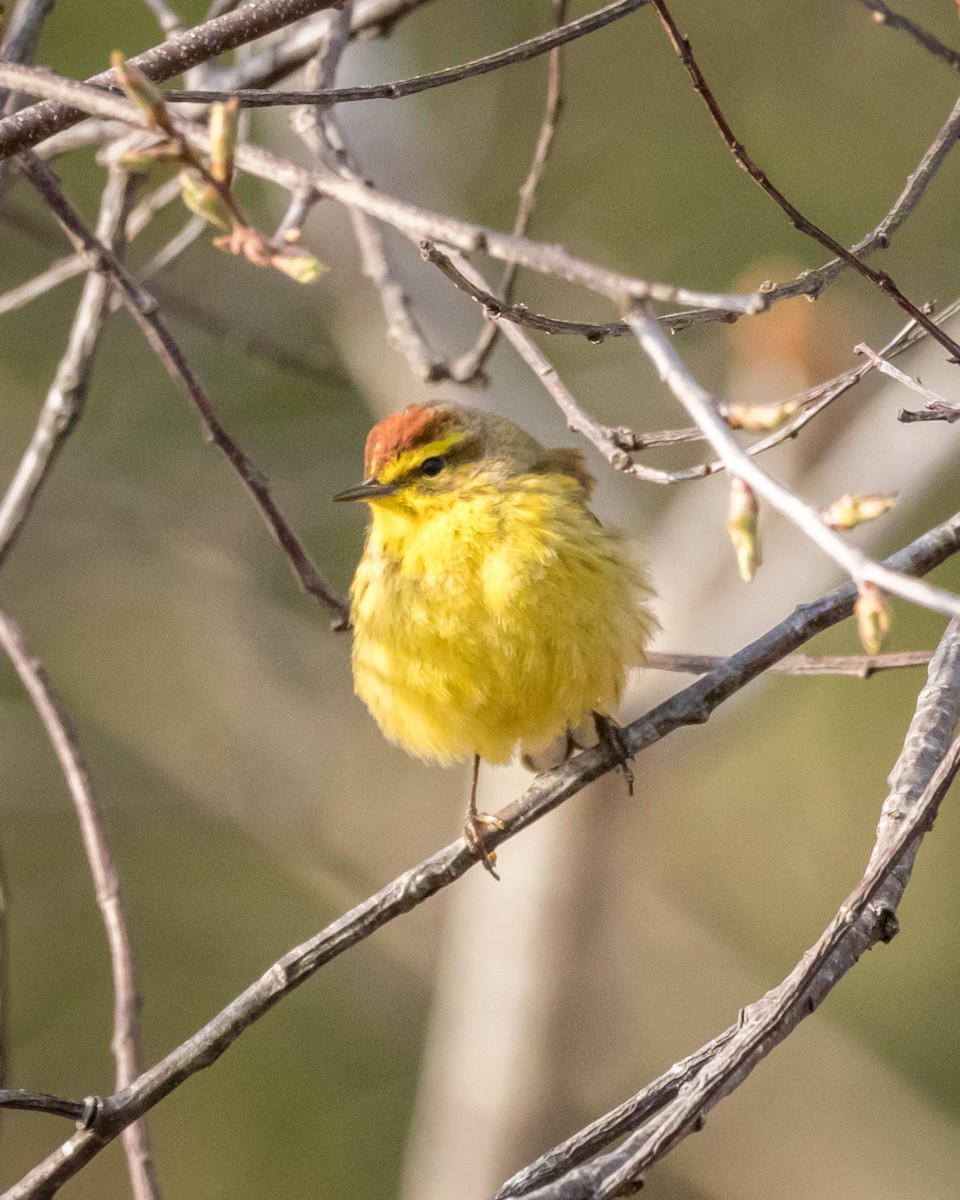 Palm Warbler - ML561368761